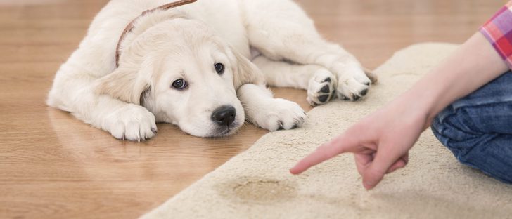 Cómo enseñar a tu perro a no hacer sus necesidades en la casa